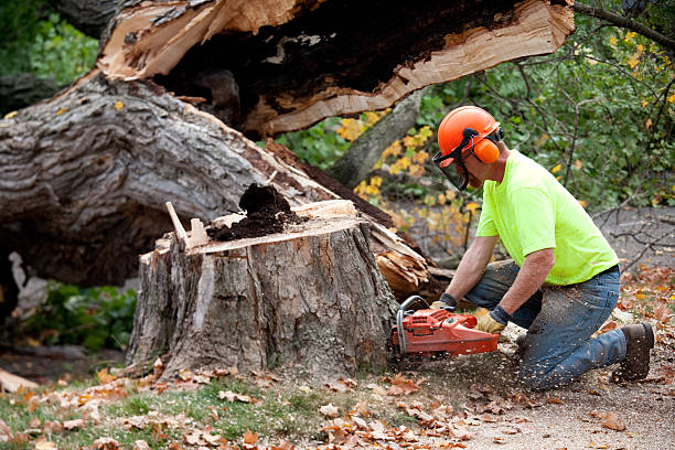 Professional Tree Services in Louisiana, MO